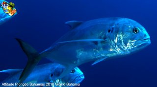 Bahamas samedi 13 février 2016 09:44:53 