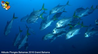 Bahamas samedi 13 février 2016 09:46:55 
