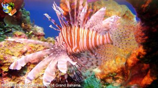Bahamas lundi 8 février 2016 09:07:26 