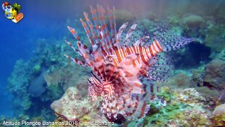 Bahamas lundi 8 février 2016 09:19:50 