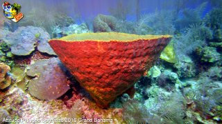 Bahamas lundi 8 février 2016 09:25:01 