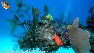 Bahamas lundi 8 février 2016 10:31:04 