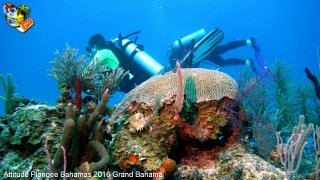 Bahamas lundi 8 février 2016 10:32:17 
