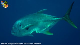 Bahamas jeudi 11 février 2016 10:22:41 