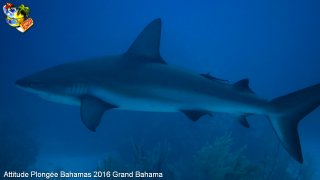 Bahamas jeudi 11 février 2016 10:23:27 