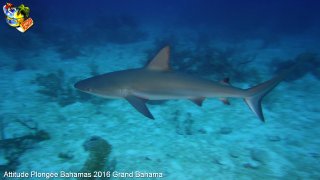 Bahamas dimanche 14 février 2016 09:39:47 