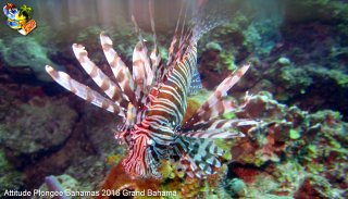 Bahamas lundi 8 février 2016 09:20:55 
