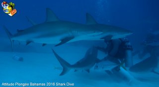 Bahamas mardi 16 février 2016 10:22:31 