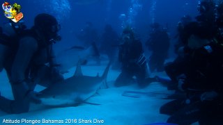 Bahamas mardi 16 février 2016 10:15:50 