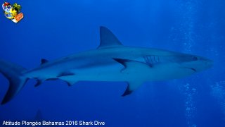 Bahamas mardi 16 février 2016 10:18:22 