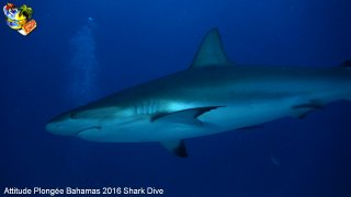 Bahamas mardi 16 février 2016 10:18:39 