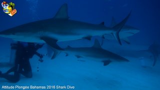 Bahamas mardi 16 février 2016 10:18:46 