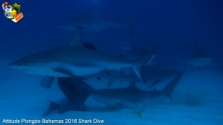 Bahamas mardi 16 février 2016 10:19:56 