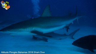 Bahamas mardi 16 février 2016 10:20:27 