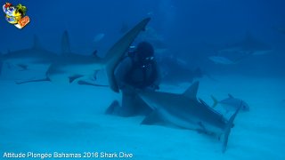 Bahamas mardi 16 février 2016 10:21:59 