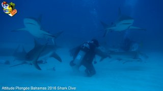 Bahamas mardi 16 février 2016 10:22:45 
