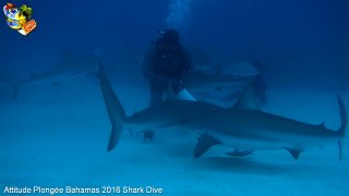 Bahamas mardi 16 février 2016 10:22:58 