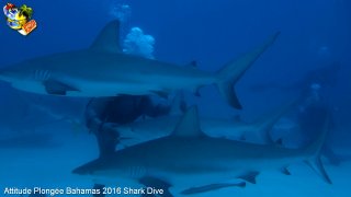 Bahamas mardi 16 février 2016 10:24:09 