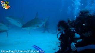 Bahamas mardi 16 février 2016 10:27:25 