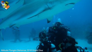 Bahamas mardi 16 février 2016 10:27:47 