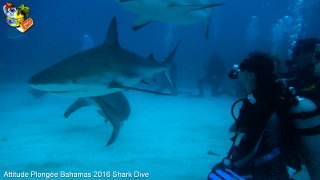 Bahamas mardi 16 février 2016 10:28:53 