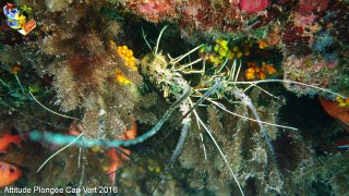 Cap-vert mardi 5 avril 2016 05:54:14 