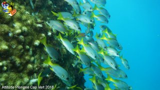 Cap-vert lundi 11 avril 2016 06:41:36 