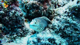 Cap-vert mardi 12 avril 2016 00:44:43 