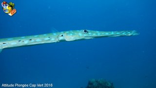 Cap-vert mardi 12 avril 2016 06:15:23 