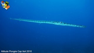 Cap-vert mardi 12 avril 2016 06:18:24 