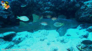 Cap-vert mercredi 13 avril 2016 01:06:10 
