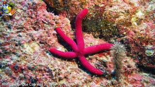 Cap-vert jeudi 14 avril 2016 00:38:09 