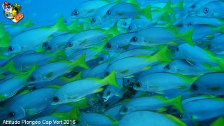Cap-vert jeudi 14 avril 2016 00:49:54 