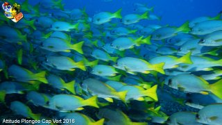Cap-vert jeudi 14 avril 2016 00:50:05 