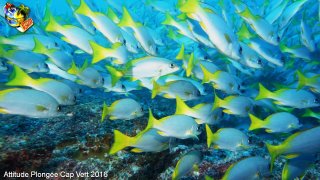 Cap-vert jeudi 14 avril 2016 00:51:07 