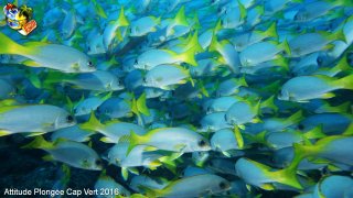 Cap-vert jeudi 14 avril 2016 00:51:13 