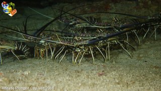 Cap-vert jeudi 14 avril 2016 06:23:38 