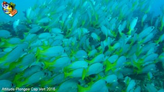 Cap-vert jeudi 14 avril 2016 06:45:56 