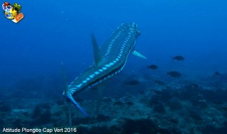 Cap-vert mardi 12 avril 2016 06:16:42 