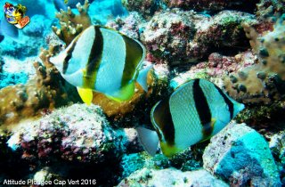 Cap-vert mercredi 13 avril 2016 01:08:07 