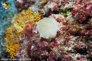 Cap-vert jeudi 14 avril 2016 00:47:35 