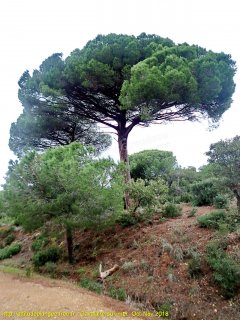 Cavalaire-sur-Mer mercredi 31 octobre 2018 16:47:33 