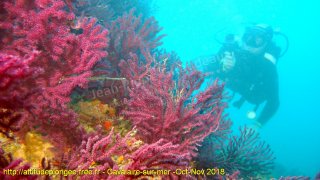 Cavalaire-sur-Mer jeudi 1 novembre 2018 12:15:54 