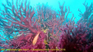 Cavalaire-sur-Mer jeudi 1 novembre 2018 12:17:09 