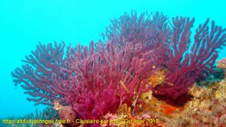 Cavalaire-sur-Mer jeudi 1 novembre 2018 12:17:36 