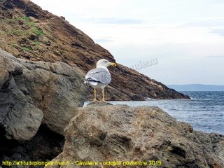 Cavalaire-sur-Mer lundi 28 octobre 2019 13:10:19 
