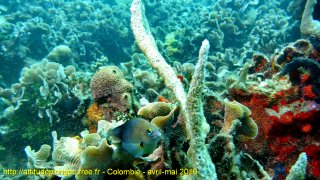 Colombie dimanche 28 avril 2019 11:01:39 