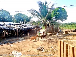 Côte d'Ivoire mercredi 29 juillet 2020 11:45:52 