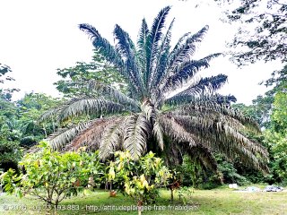 Côte d'Ivoire vendredi 7 août 2020 14:09:07 