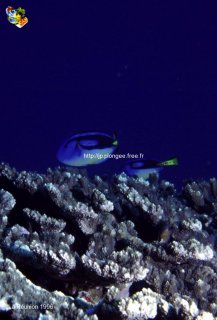 Divers